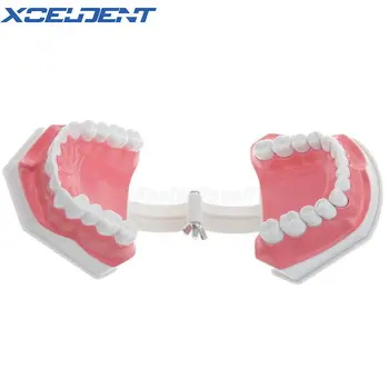1 sada zubov model kefa vyučovacie modely Zubné Dospelých štandardných ústne model,skoro Vzdelávania pre deti,zub modely