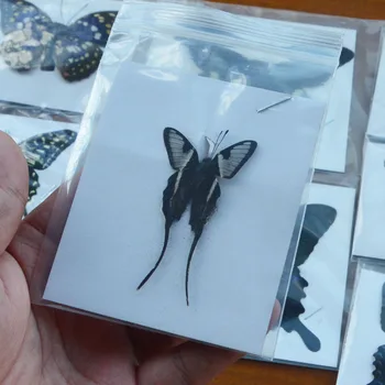 10Pcs Prírodné Polarizačné Motýľ Vzor Kresby Materiál Dekor