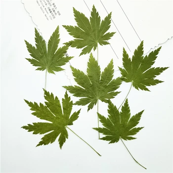 12Pieces/taška Prírodné Sušené zelené Javorové Listy pre DIY Záložky Ručné Karty, Takže Dekorácie príslušenstvo 4-7 cm