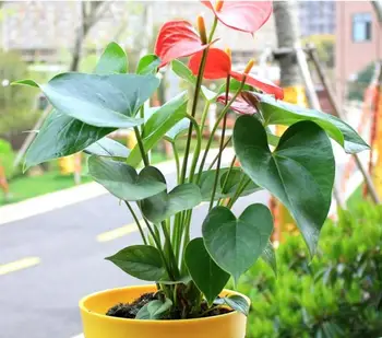18 Hláv Umelý Kvet Malé Črepníkové Rastliny Hodvábny Oblek Veľké Črepníkové Anthurium Office Dekorácie Bonsai Veľkoobchod