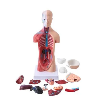 19pcs/set Vymeniteľné Ľudské Telo Štruktúra Modelu Lekárske Orgán Trupu Výučby Vnútorných Orgánov Model