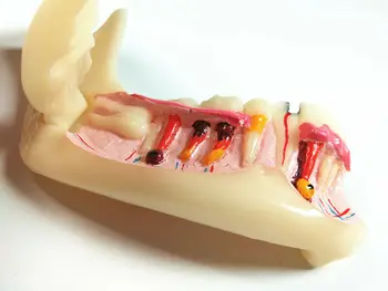 1pcs Zubné Nízka Čeľusť Čeľusť Tkaniva Mandible Anatomický Model Štúdia Vyučovať Klinike