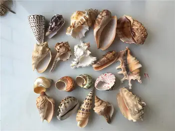 20 ks prírodné conch snailsmall mušľami sea shell dekorácie shell more, zmiešané mušlí materiálov pre remeselníkov