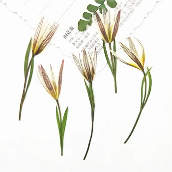 24pcs,Prírodné Stlačené Malá Lily Kvety Reálne Sušené kvety pre DIY Umelecké Remeslá Záložka Darčekové Dekorácie Nechtov DIY rastlinných vzoriek