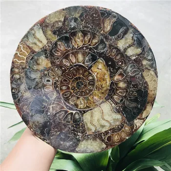 25 cm Ammonite Fosílnych Plátok Doska Natura Shell a compassl MADAGASKAR FOSÍLNYCH VZOR UZDRAVENIE dekorácie