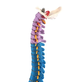 45 cm s Panvového Človeka Anatomické Anatómia Chrbtice Lekárske Chrbtice Model Učebné Zdroje na Lekárske Študentov