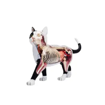4D animal model čierna a biela mačka orange mačka model orgán anatómie montáž model dekorácie lekárske učebné pomôcky