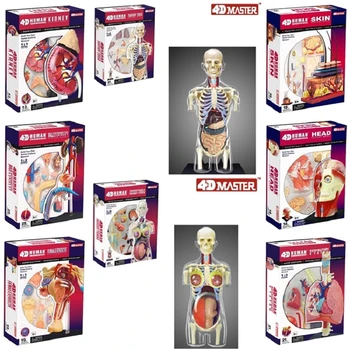 4D MASTER puzzle montáž hračka reprodukčné viscera obličiek, kože orgán anatomický model medicíny