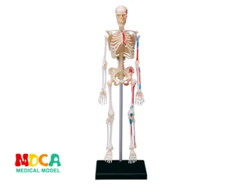 4d master puzzle Montáž hračka ľudské telo orgán anatomický model lekárske model vyučovania
