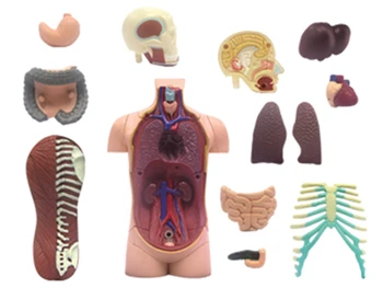 4d master puzzle Montáž hračka ľudské telo orgán anatomický model lekárske model vyučovania