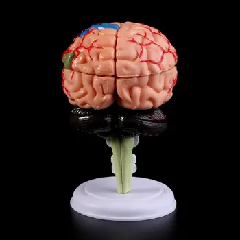 4D Rozobrať Anatomické Ľudského Mozgu Model Anatómie Lekárskej učebná pomôcka Sochy, Plastiky, Medical School Použitie