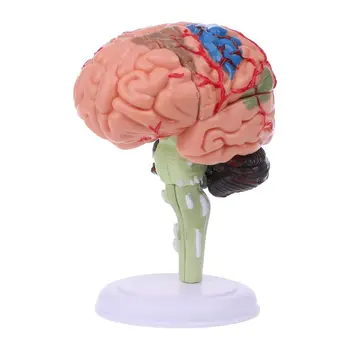 4D Rozobrať Anatomické Ľudského Mozgu Model Anatómie Lekárskej učebná pomôcka Sochy, Plastiky, Medical School Použitie