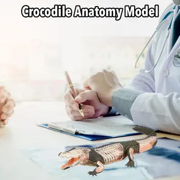4D Vzdelávací Model Pre Montáž Vzdelávacie Hračky Zvierat Biológie Krokodíla Orgán Anatómie Medicíny Dinosaura Animales Vedy