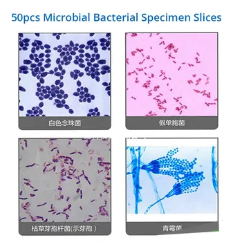 50pcs Mikrobiálnych a Bakteriálnych Vzorky Pripravené Plátky Mikroskopom Sklo Listov Plastové Okno s Vysokoškolského Vzdelávania Vzor