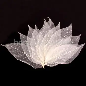 50Pcs Prírodné Magnolia Kostra Leaf Listy DIY Remesiel Karty, Takže Scrapbooking Biela