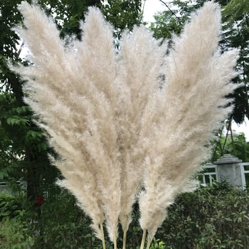 55-60cm/ Prírodné Reed, Sušené kvety Biele Obočie Veľké Pampas Trávy Kytice Svadobné Ceremónia kvetov, Dekorácie Moderné Domáce Dekorácie