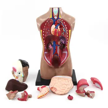 55 cm Ľudské Torzo Model Zostavený liečebný Model Ľudskej Anatómie Tela Bisexuálne Anatomický Model Montáž Vedy Vzdelávacie Hračky