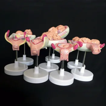 Anatomické Ľudských Vývoj Plodu Model - Dieťa Plodu Plod Tehotenstva Anatómie