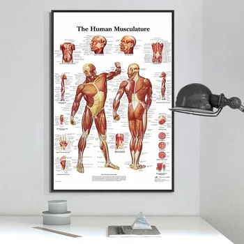 Anatómii človeka Svaly Systém Umenie Plagátu Tlač Telo Mapu Plátno na Stenu Obrázky pre Vedu Medicíny Spálňa Decor