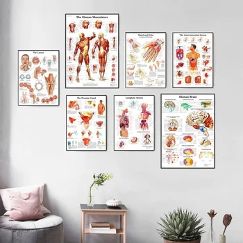 Anatómii človeka Svaly Systém Umenie Plagátu Tlač Telo Mapu Plátno na Stenu Obrázky pre Vedu Medicíny Spálňa Decor