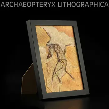 Archaeopteryx Fosílnych Dinosaura Animal Model Photo Frame Dávnych Biologické Dospelých, Deti Zbierku Hračiek Darček Domova