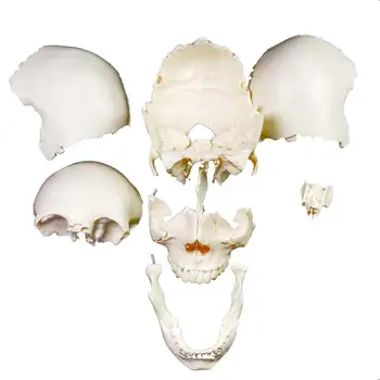 Biela 1:1 Ľudskej Hlavy, Lebky, Model Odnímateľný 22 Častí Lekárstvo Anatómia Vyučovanie Odbornej Pomoci