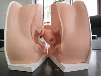 Genitálny model krčka maternice, maternice, pošvy vaječník gynekologické vyšetrenie silikónové model vyučovania