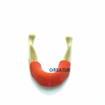 Mandible Čeľuste S Mäkké Tkanivo ďasien Implantát vykonávať Zuby model pre Zubné Školenia model Nástroj