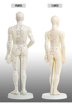 Meridian model ľudského akupunktúrny bod ľudské telo modelu 50 cm muž alebo žena doprava zadarmo