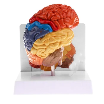 Mozgovej Anatomický Model Anatómia 1:1 Polovica Mozgu Brainstem Lekárske Výučby Lab Dodávky