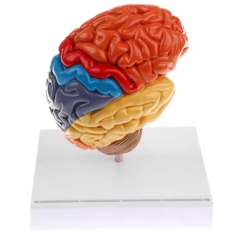 Mozgovej Anatomický Model Anatómia 1:1 Polovica Mozgu Brainstem Lekárske Výučby Lab Dodávky