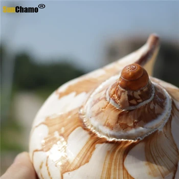 Nové Prírodné Conch Shell Scénické Conch Stredomoria Domáce Dekorácie Akvárium Akvárium Scénické Dekorácie Micro-krajina Vzoriek