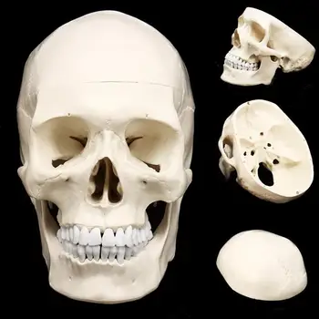 Nový 1:1 Ľudských Anatomický Model Štandard Ľudí Sa Lebka Hlavy Anatómie Simulačných Modelov Medicíny Študentov Študuje Na Spotrebný Materiál Na Vyučovanie