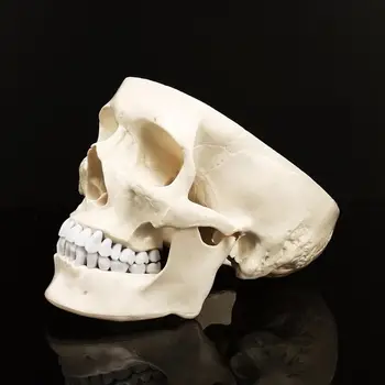 Nový 1:1 Ľudských Anatomický Model Štandard Ľudí Sa Lebka Hlavy Anatómie Simulačných Modelov Medicíny Študentov Študuje Na Spotrebný Materiál Na Vyučovanie