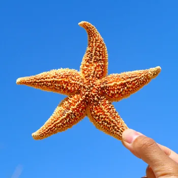 Prírodné hviezdice DIY Plavidlá pláži mušlí mora pre výzdoba domov rybárske siete Pozadí na stenu Ornament shell vzor námorných rekvizity