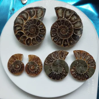 Pár Prírodné Conch Chryzantéma Rainbow Split Ammonite Fosílnych Vzor Shell Uzdravenie Madagaskar Minerálne Vzor