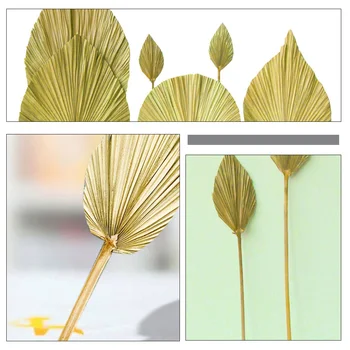 Sušené Posvätné Palm LeavesDried Venuša Palmové Listy Svadobné Styling Mäkké Dekorácie Priestor Displej Estetický Dizajn Nordic Štýl
