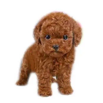 Teddy psa detské plyšové hračky hnedé simulácia roztomilý detský darček roztomilý roztomilé plyšové hračky bábiky （ozdoby）