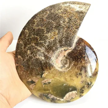 Veľká veľkosť madagaskar skamenelín dúhové ammonite prírodných kameňov a nerastov, vzorky