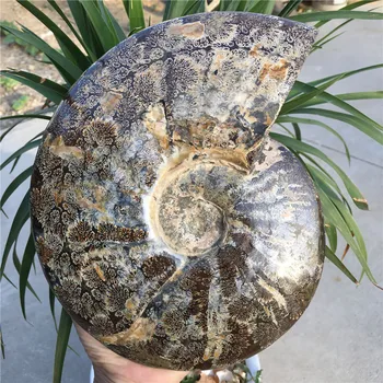 Veľká veľkosť madagaskar skamenelín dúhové ammonite prírodných kameňov a nerastov, vzorky