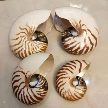 Vzácne Prírodné conch shell cm štyroch slávnych slimáky Stredomoria dekorácie okna ozdoby