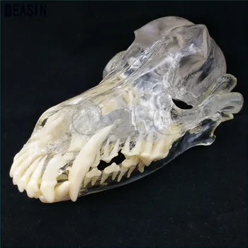 Výučbu Veterinárnej Animal modelu vzorky Chrup Psa Modelu psa zuby lebky, kosti čeľuste transparentné riešenie hobľovanie