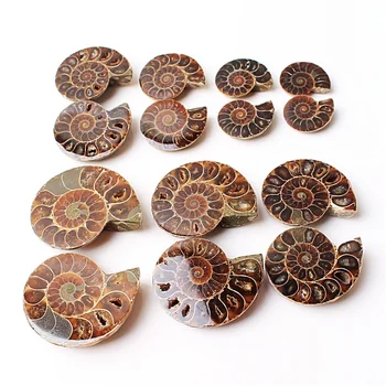 Úžasné! 1 Pár Split Ammonite Fosílnych palív Shell Ammonite Fosílnych Pár Prívesok Šperky Reiki Liečenie Madagaskar