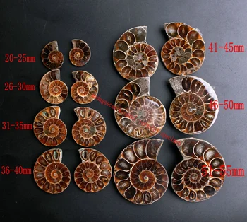 Úžasné! 1 Pár Split Ammonite Fosílnych palív Shell Ammonite Fosílnych Pár Prívesok Šperky Reiki Liečenie Madagaskar