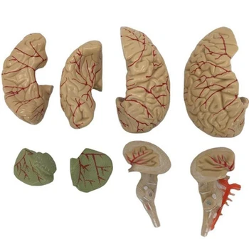 Ľudské Telo, Mozog Model Rozobrať Anatomické Ľudského Mozgu Model Anatómie učebná pomôcka