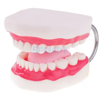 Ľudské Ústa, Zuby, Jazyk Model Školskej Výučby Nástroje Zuby Starať Zobraziť Zväčšenie 6x