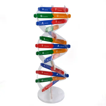 Ľudského Génu DNA Model Double Helix Štruktúry DNA Modely Biologické Vedy Experimentálne Zariadenia 3D Puzzle DNA Súpravy