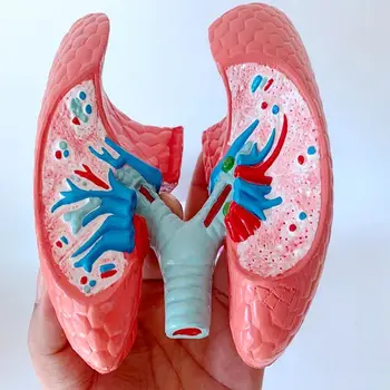 Ľudský respiračný systém zdravých pľúc anatómie výučby model pľúc patológia ovládanie modelu dymu pľúc model