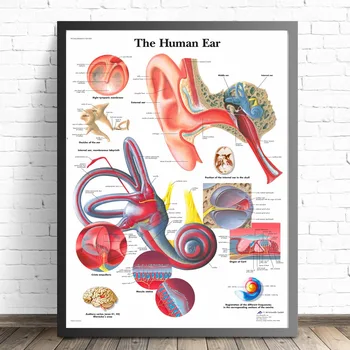 Ľudských Orgánov Anatómie Lekárskej Plátno Umenie Maľovaní Plagátov A Vytlačí Na Stenu Obrázky Obývacia Izba Dekoratívne Domova Bez Rámu